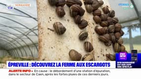 Seine-Maritime: avec la pluie, la récolte de la ferme aux escargots avancée