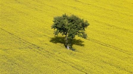 Champ de colza près de Lyon. Selon Météo France, beau temps et pluies éparses devraient perdurer dans les prochains jours en France, n'offrant que peu de soulagement à des cultures déjà asséchées par le deuxième mois d'avril le plus chaud depuis 1900. /Ph