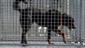 Une femme handicapée de 38 ans a été retrouvée morte, mordue par ses deux rottweillers, dans sa maison de Sénouillac, dans le Tarn