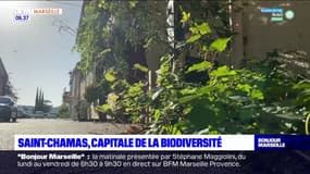 Bouches-du-Rhône: Saint-Chamas nommée meilleure commune pour la biodiversité 2022