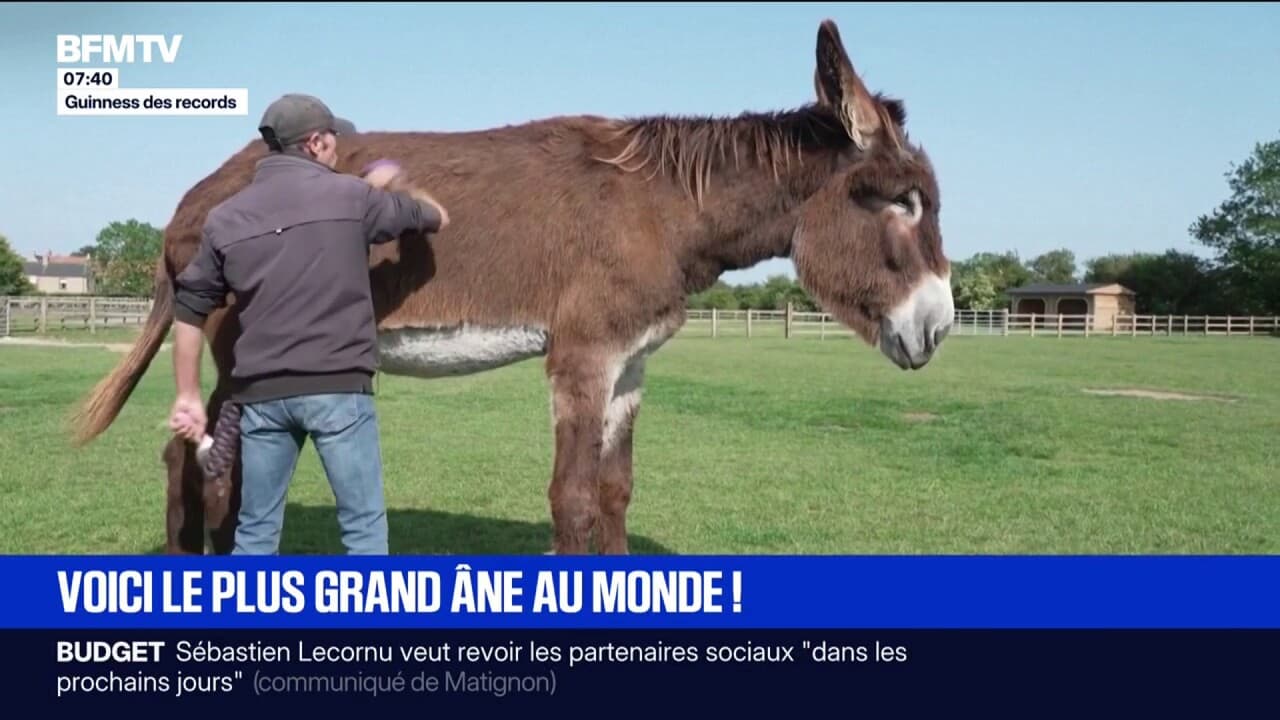 Avec 1m67 au garrot, voici l'âne le plus grand du monde