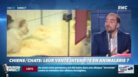 Ça fait débat: faut-il interdire la vente des chiens et chats en animaleries ? 