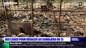 Bouches-du-Rhône: des cages pour capturer les sangliers