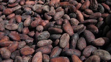 Le cacao, qui permet de produire le chocolat, pourrait disparaitre d'ici trente ans