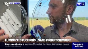 Cet éleveur de coccinelles vend ses insectes pour éliminer les pucerons sans produit chimique