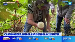 Normandie: fin de la saison de la cueillette pour les champignons