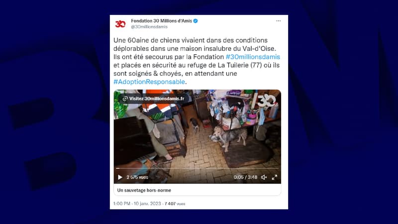 Les chiens et le lapin vivaient  dans des conditions insoutenables.