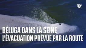 Béluga dans la Seine: la présidente de Sea Shepherd explique comment va se dérouler l'évacuation