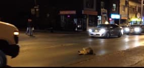 Un raton-laveur tente de réveiller un autre raton-laveur percuté par une voiture 