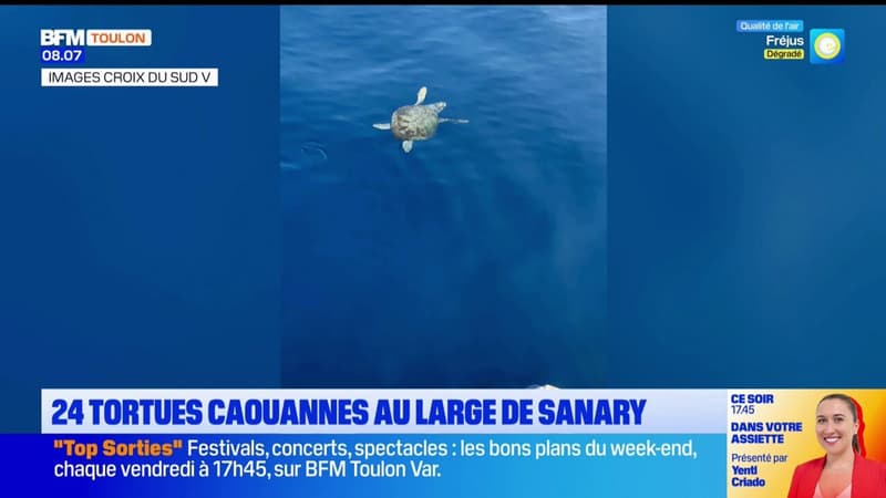 À Sanary-sur-Mer, la rencontre rare de promeneurs en mer avec 24 tortues caouannes
