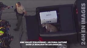 A Los Angeles des gens trouvent des pumas dans leur jardin... 