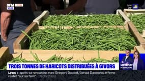 Rhône: trois tonnes de haricots verts distribués gratuitement à Givors