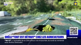 Grêle dans les Alpes-Maritimes: un agriculteur constate les dégâts