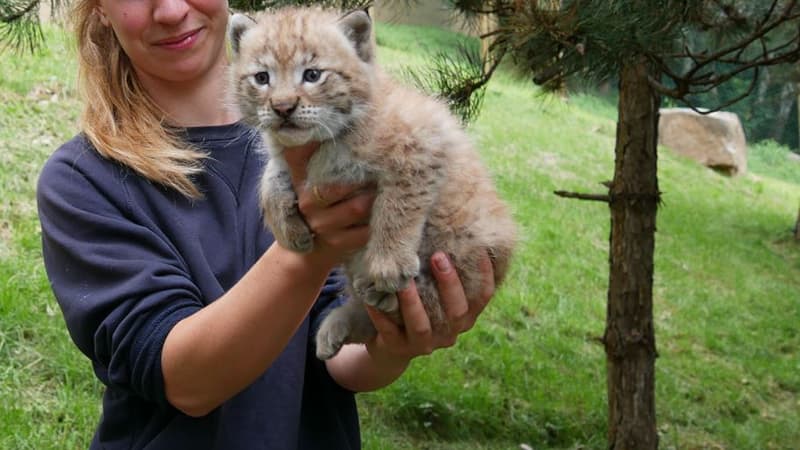 Le bébé lynx né dans le parc animalier des Pyrénées.