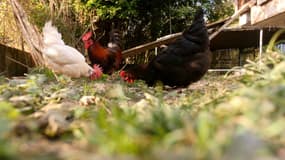 Le coq Ricco à Boussieu (Isère)