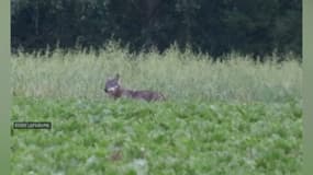 Le loup a été aperçu entre les communes de Watten et Bourbourg.