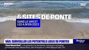 Var: un protocole pour surveiller les lieux de pontes de tortues caouannes 