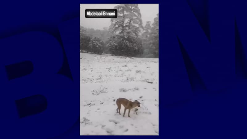 Maroc: une goutte froide provoque des chutes de neige dans le Moyen Atlas