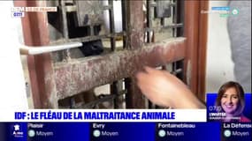 Ile-de-France: le fléau de la maltraitance animale