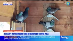 Sanary : un pigeonnier créé en dehors du centre-ville