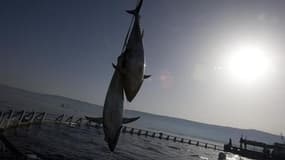 Les Américains ont plaidé vendredi pour une réduction des quotas de pêche du thon rouge en 2011 lors de la réunion de 48 pays pêcheurs, qui s'est ouverte mercredi dernier. La commission pour la conservation des thonidés de l'Atlantique (CICTA) doit fixer