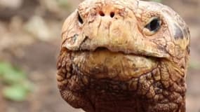 Diego, la tortue à l’immense libido, va retrouver les îles Galápagos