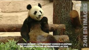 Face à Poutine et Jinping, la réaction pas vraiment diplomatique de ce panda 