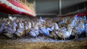 Des canes élevées pour la production de foie gras confinées dans un hangar à Sarrant (Gers) le 28 novembre 2022, pour prévenir la propagation de la grippe aviaire. (Illustration)