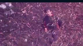 Un enfant de quatre ans survit dans la forêt australienne
