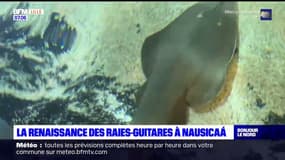 La renaissance des raies-guitares à Nausicaá
