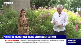 Le moustique tigre, un danger estival - 28/07