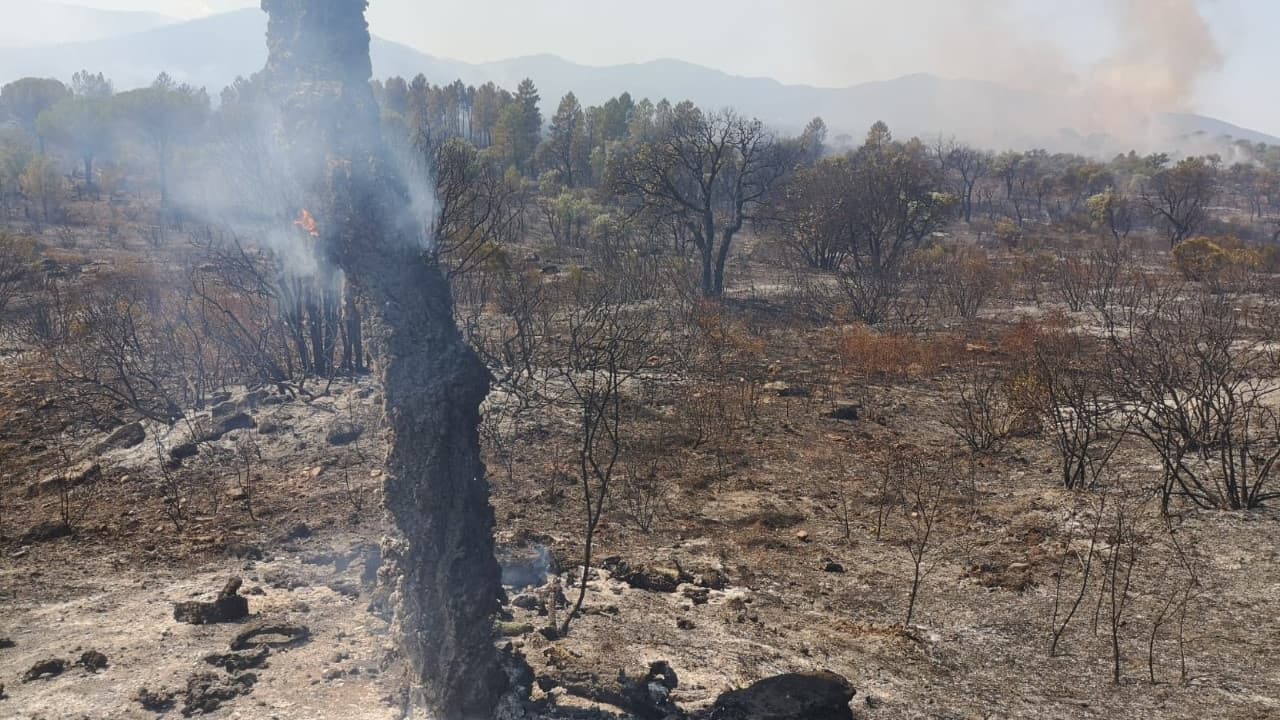 La végétation ravagée par les flammes dans le Var.