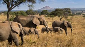 Des éléphants en Tanzanie (Photo d'illustration).