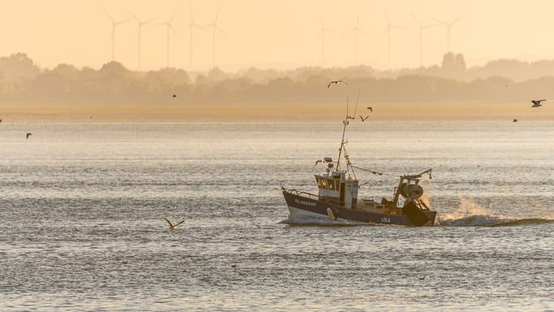 Réchauffement climatique: jusqu'à un quart de la biomasse de poissons pourrait disparaître des eaux françaises d'ici 2100