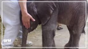 Un bébé éléphant prématuré est né au zoo de Pittsburgh 