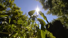 La Saône-et-Loire, le Jura, la Loire et le Rhône restent placés en vigilance orange canicule par Météo France