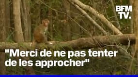 43 singes s'échappent d'un laboratoire aux États-Unis 