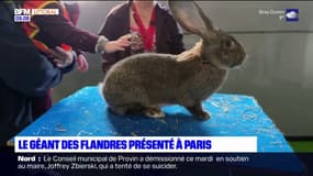 Le géant des Flandres présenté au salon de l'agriculture à Paris