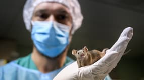 Un rat dans un laboratoire. (Photo d'illustration)