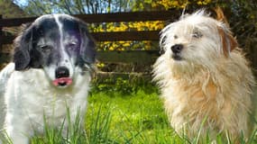 Les deux chiens sont restés enfermés pendant deux jours dans un véhicule (Photo d'illustration).