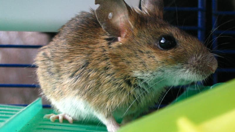 Un mulot a été retrouvé dans un plat d'hôpital. Photo d'illustration