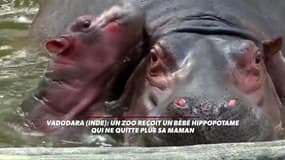 Les câlins d'un bébé hippopotame à sa maman dans un zoo indien