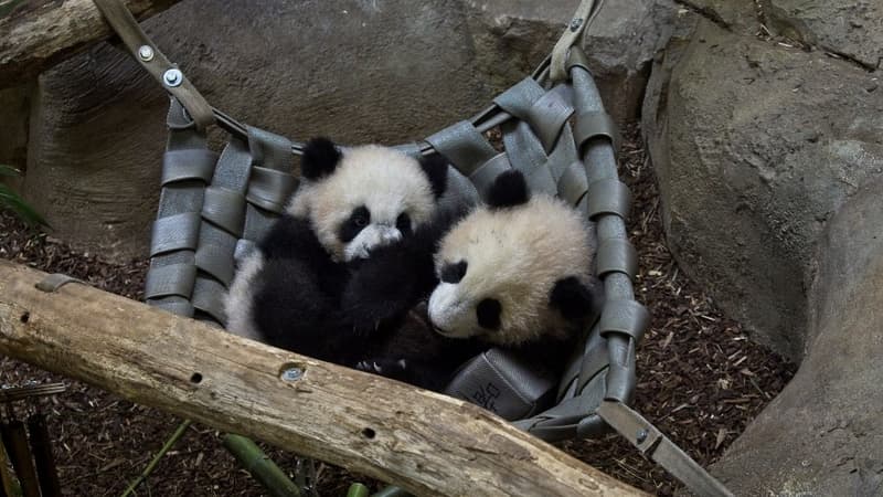 Les jumelles pandas Yuandudu (G) et Huanlili (D), le 14 mars 2022 au parc zoologique de Beauval à Saint-Aignan, dans le centre de la France.
