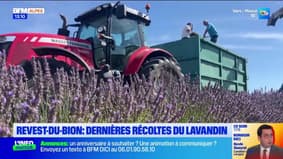 Revest-du-Bion : dernières récoltes du lavandin 
