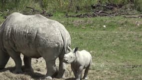Un bébé rhinocéros blanc est présenté pour la première fois au zoo de Zurich