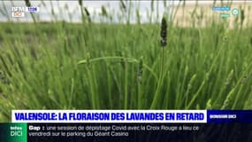 Valensole: la floraison des lavandes en retard