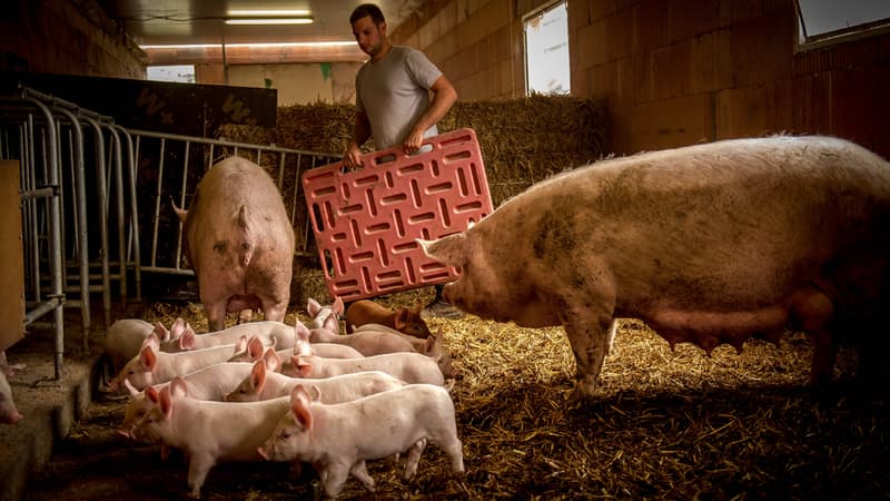 Un éleveur de porc dans son exploitation de Bourbourg, dans le Nord.