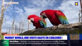 L'été chez vous: Parrot World, une visite haute en couleurs