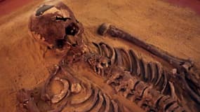 Le squelette reconstitué d'un homme ayant vécu il y a 2.500 ans, exposé en janvier 2014 à Beyrouth au Liban