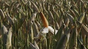 Pour lutter contre l'Epyi Pyrale, insecte ravageur du maïs, le préfet des Landes a autorisé un épandage de pesticides sur une superficie de 8.000 hectares jusqu'au 30 octobre, une autorisation dénoncée par les élus aquitains d'Europe Ecologie-Les Verts. /